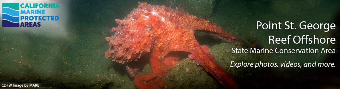 Point St. George Reef California Marine Protected Areas (MPAs)