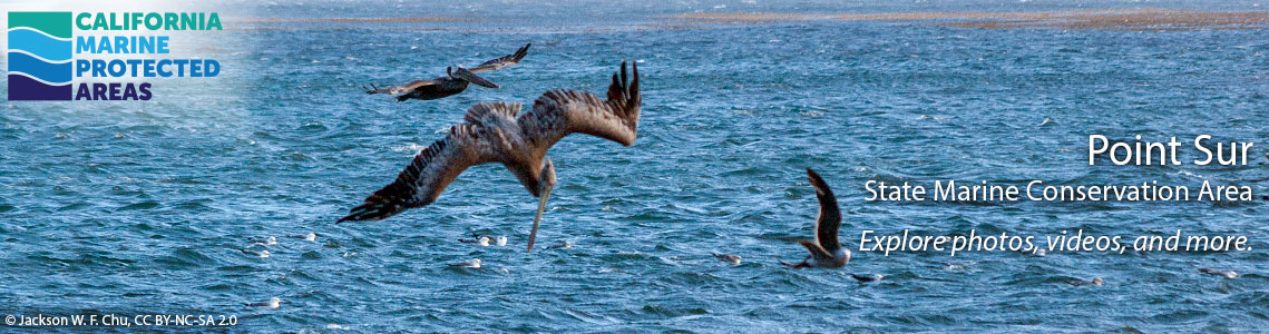 Point Sur SMCA Banner Image