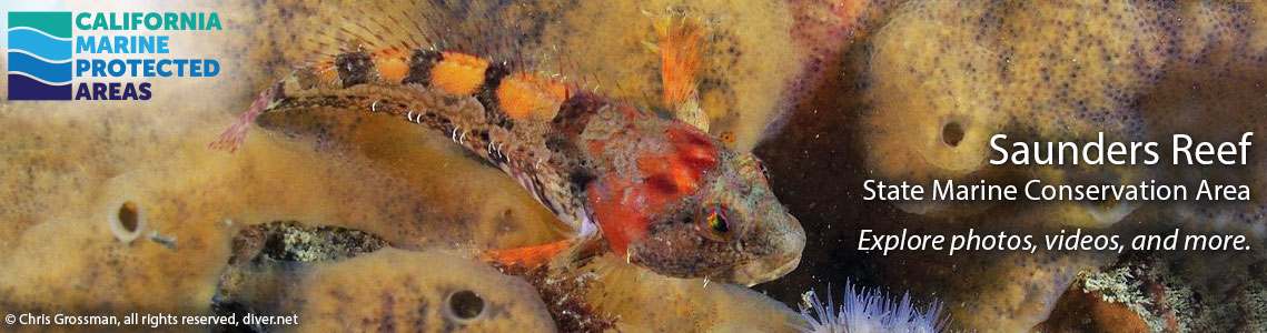 small fish among tunicates