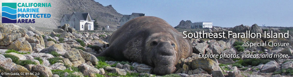 Farallon Island SC Banner Image