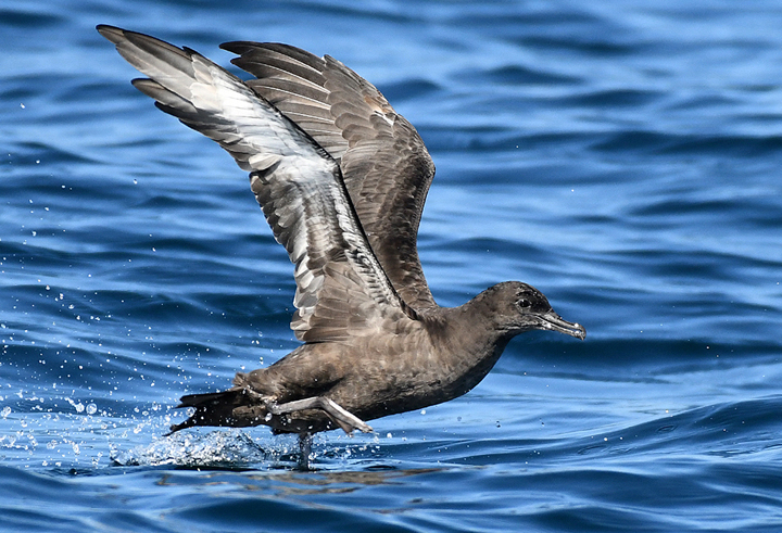 dark bird lifting off from water