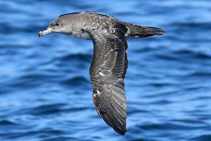 bird soaring over ocean water