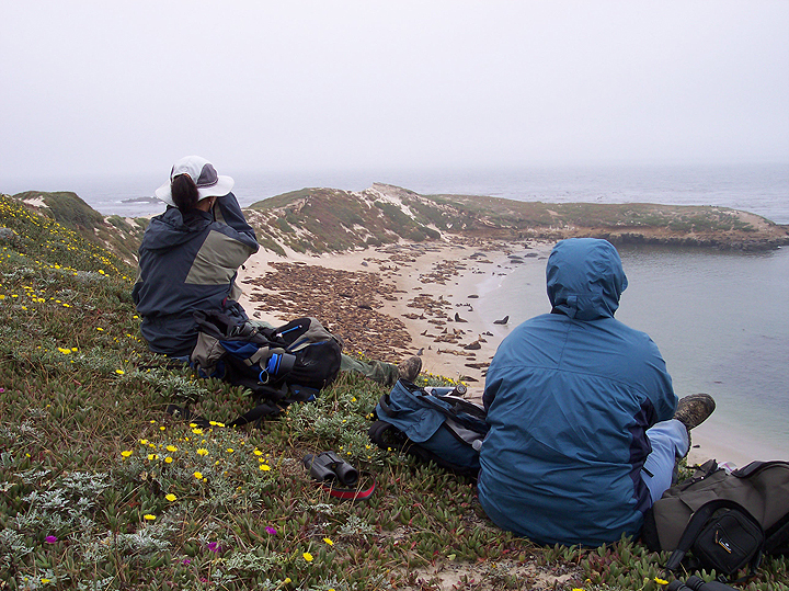 people viewing sea lions at the beach