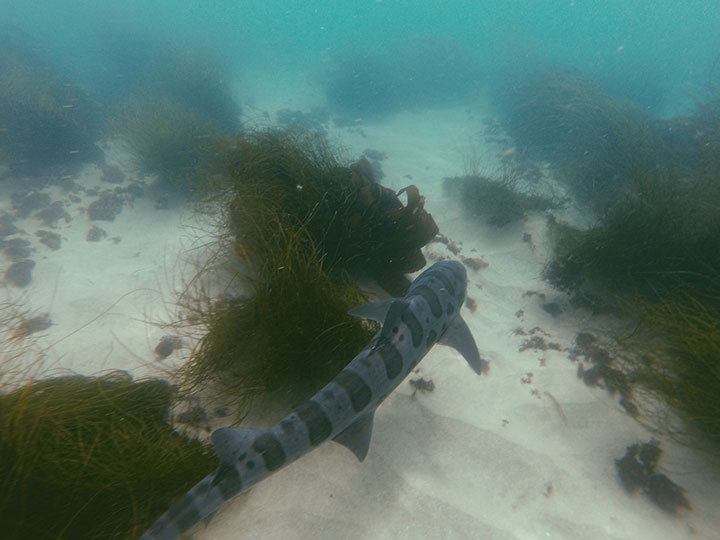 spotted shark swimming close to sandy ocean bottom