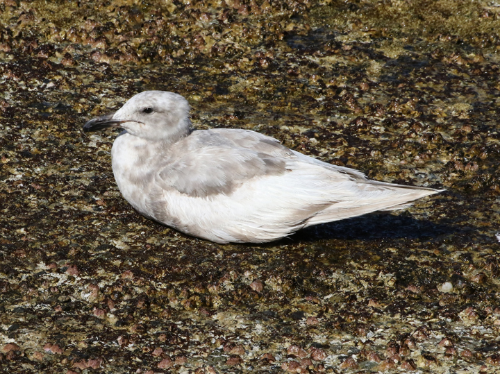 gull on rock