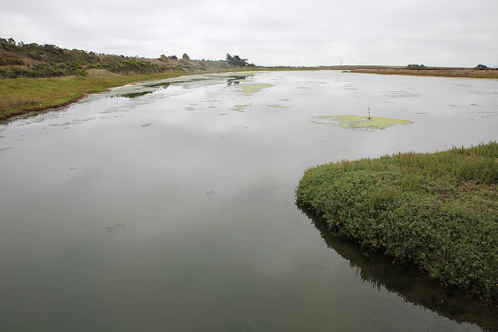 swath of still water between grassy banks