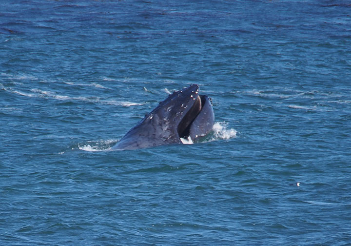 a whales head emerging from ocean surface