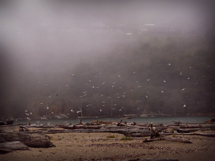 gulls flying above the river