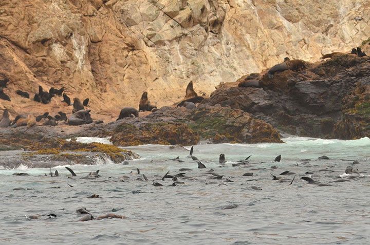 light brown cliffsides meet the waterline, the water looks as if its boiling, a few dozen fins and heads of northern fur seals are along the shoreline, a few dozen more sit sunning on the shoreline