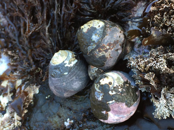 black snails and algae in a tidepool