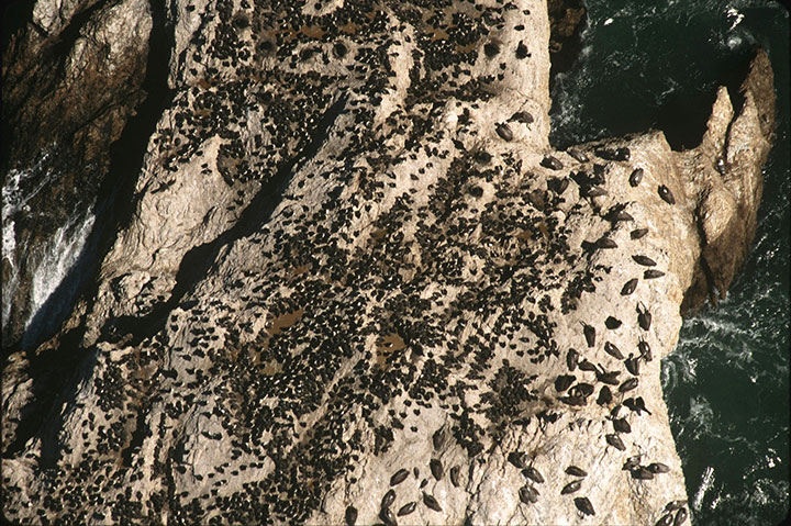 top-down view of hundreds of seabirds on a large rock above sealevel