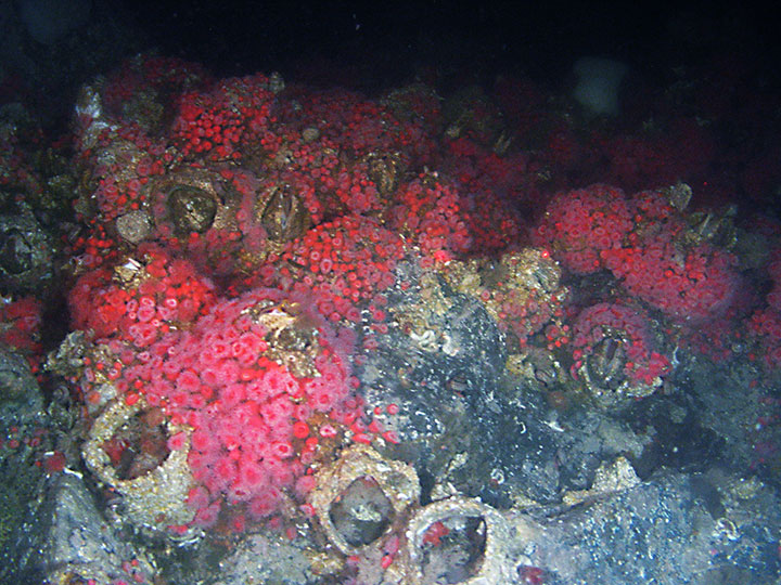 anemones and barnacles