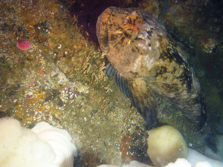 a cabezon near nestled in rocks