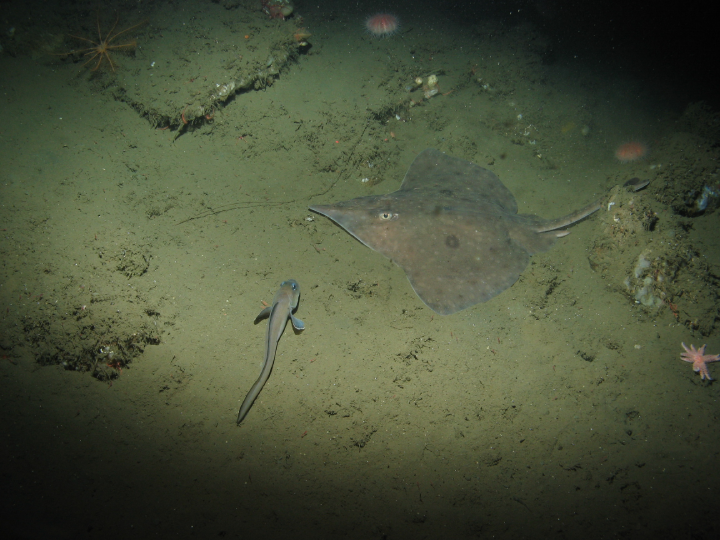 sea life on ocean floor