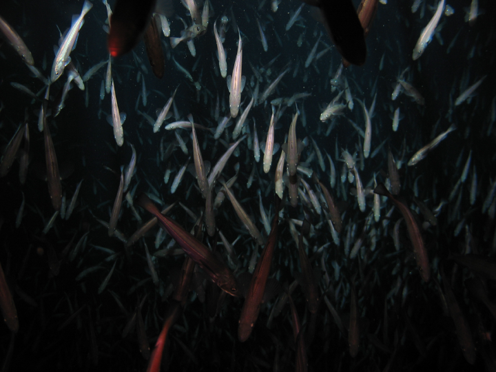 school of slender fish