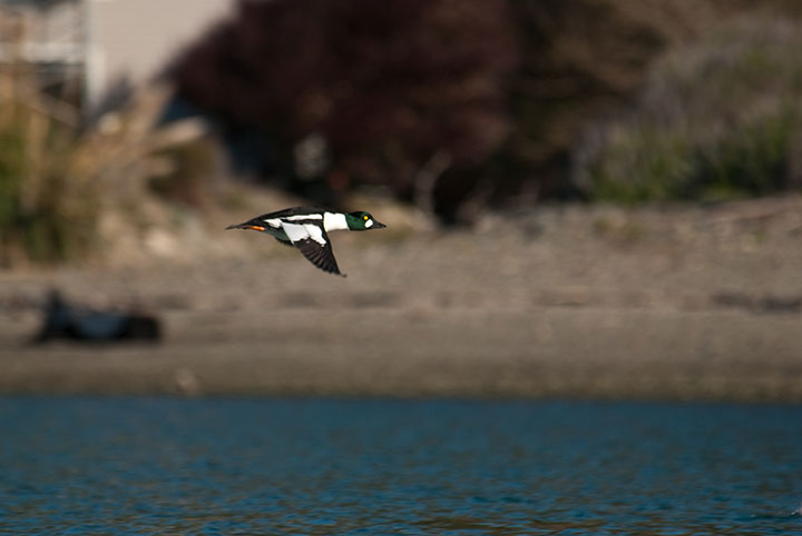 a duck flying over the ocean