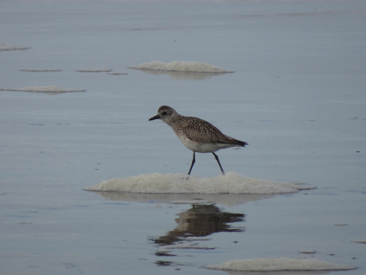 small, long-legged bird in the surf