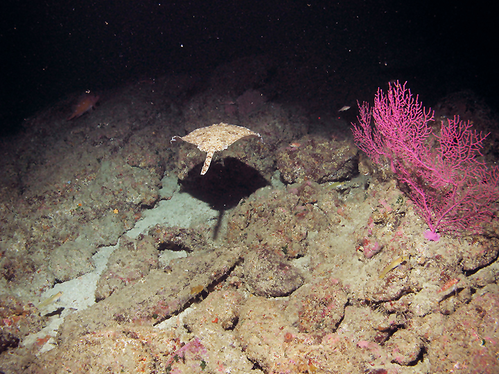 a skate swimming away past bright pink coral