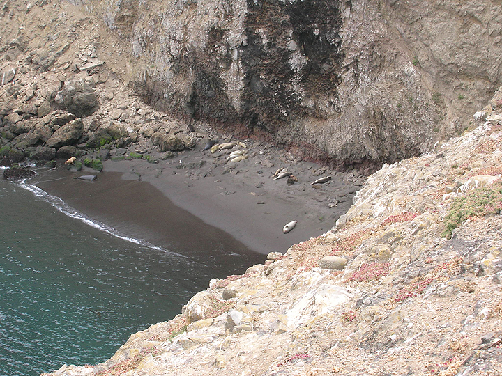 elephant seals on a sandy beach formed by a small cove