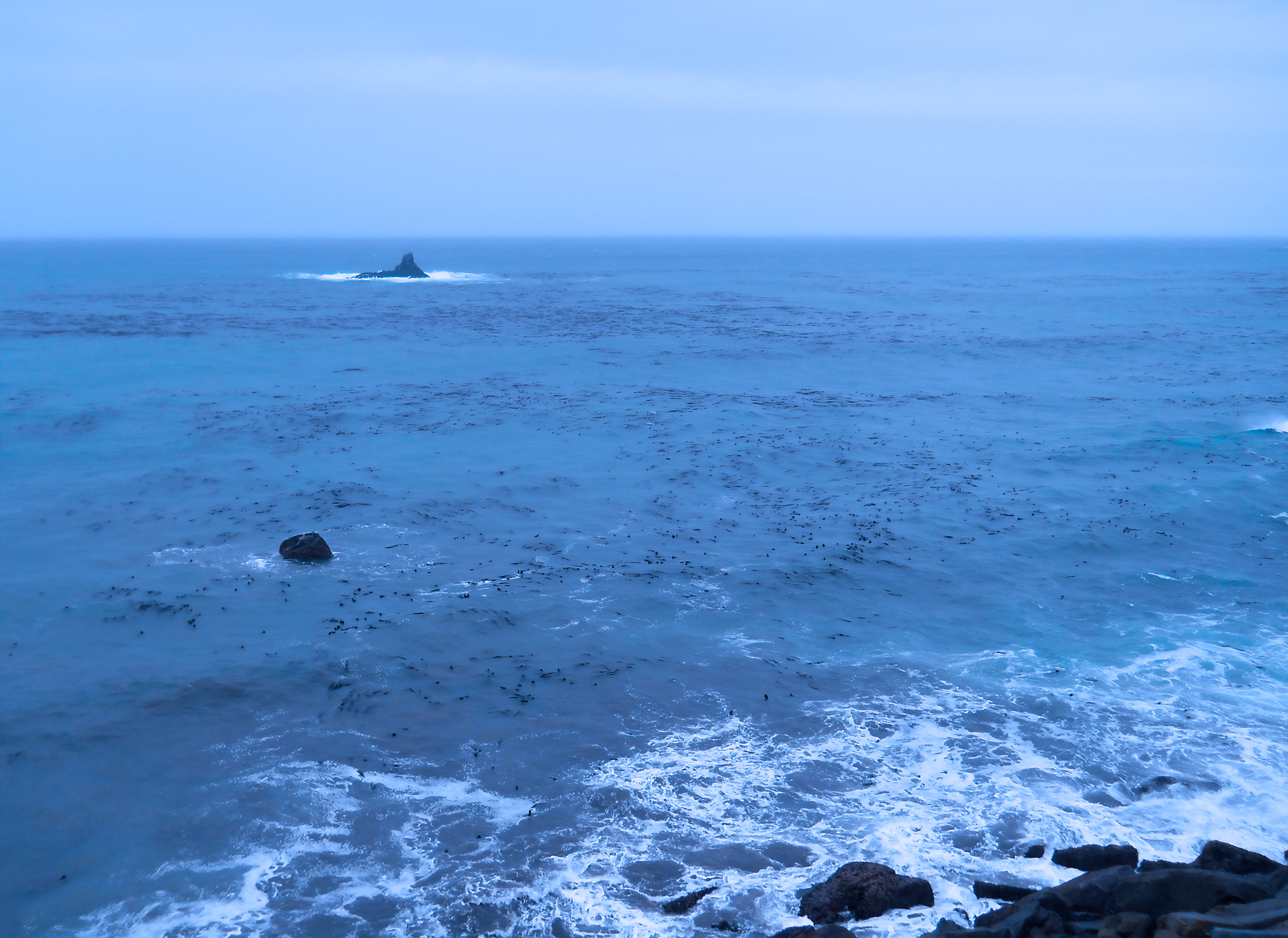 tops of kelp plants just visible under surface of ocean