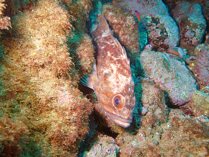 fish with spiny fins nestled in algae covered rock crevice