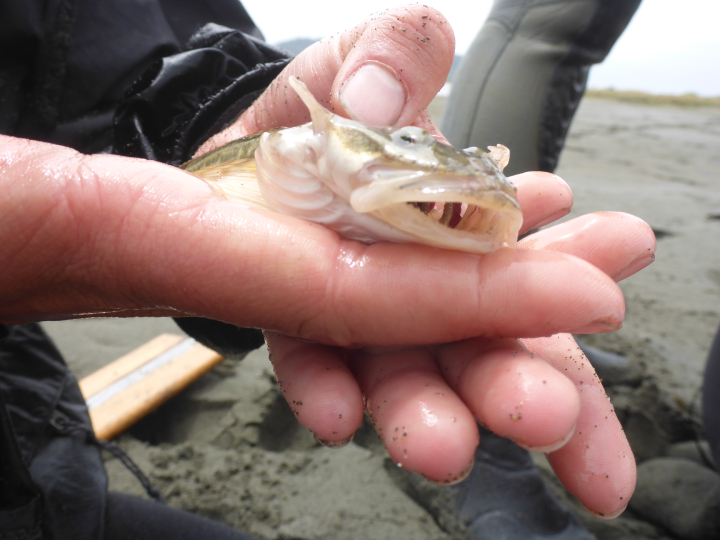 person holding a small fish with large mouth