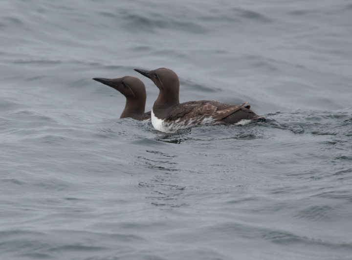 two brown and white seabirds floating on water