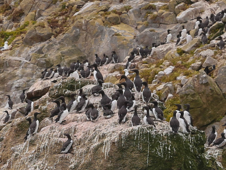 black and white seabirds cover a large rock formation