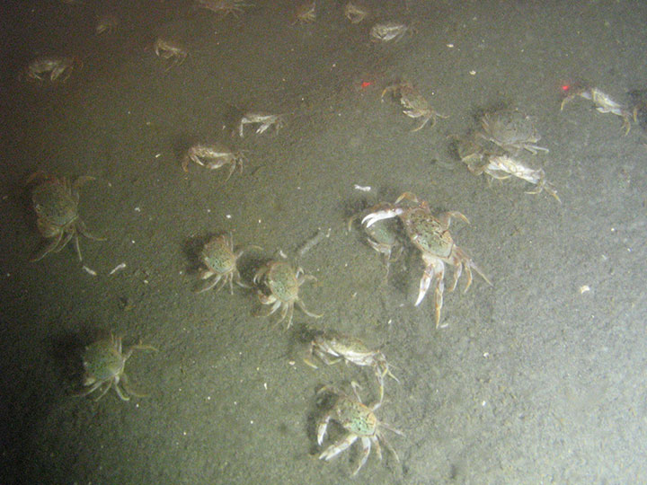 a few dozen dungeness crabs crawl on a muddy seafloor