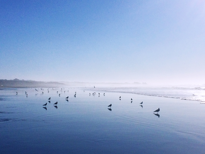 shorebirds on a broad sandy beach at low tide