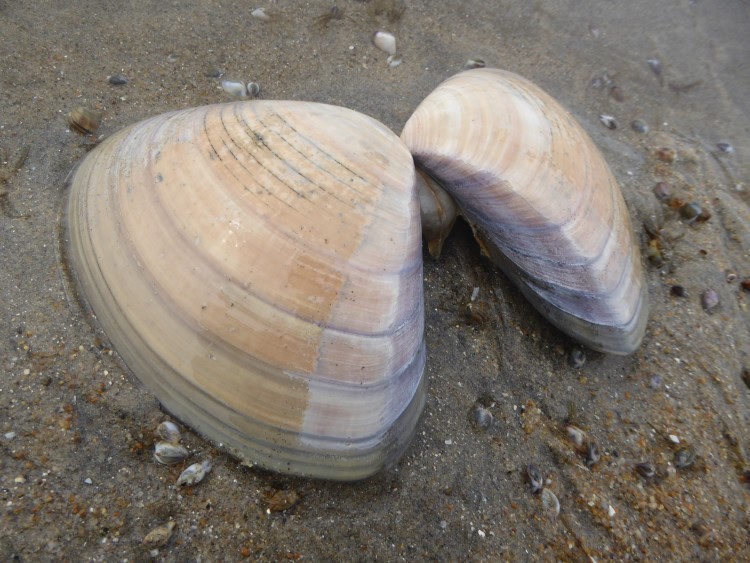 Pismo clam shell on the sand