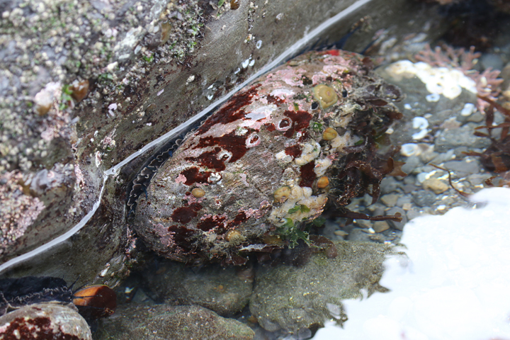 red abalone, brooding anemones in a tidepool
