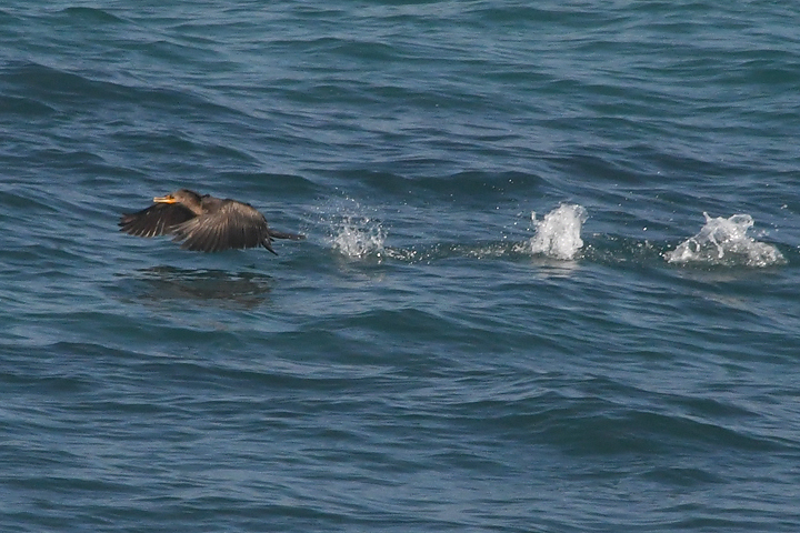 a dark seabird takes flight from the water