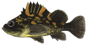 Black and Yellow Rockfish Black and Yellow Rockfish