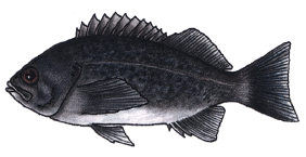 Blue Rockfish Blue Rockfish