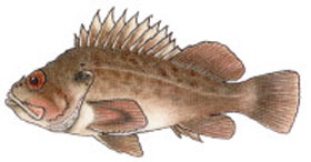 Brown Rockfish Brown Rockfish