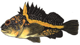 China Rockfish China Rockfish