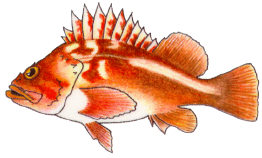 Copper Rockfish Copper Rockfish