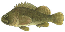 Grass Rockfish Grass Rockfish