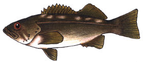 Olive Rockfish Olive Rockfish