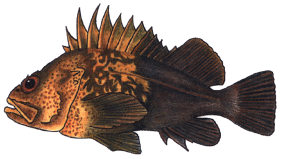 Quillback Rockfish Quillback Rockfish