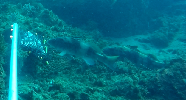 Still photo from Baited Remote Underwater Video