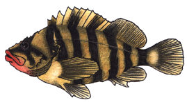 Treefish Treefish