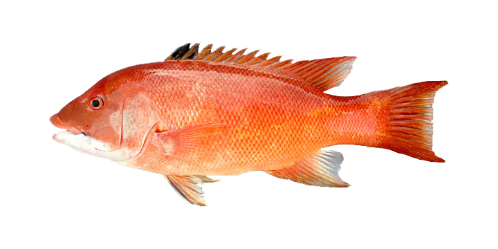 March 2026 MMN Fish Quiz photo; CDFW photo