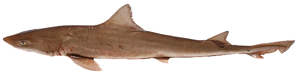 September 2025 MMN Fish Quiz photo; CDFW photo