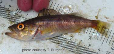 Photo of species for June 2005 Fish Identification Quiz