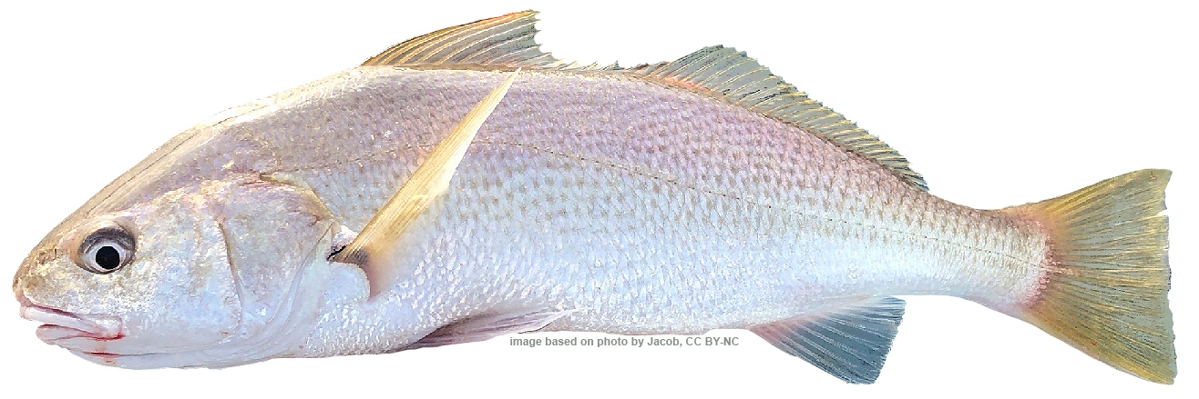 February 2025 MMN Fish Quiz photo; CDFW photo by K. Oda