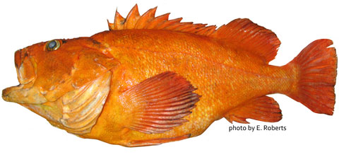 December 2007 Fish Quiz