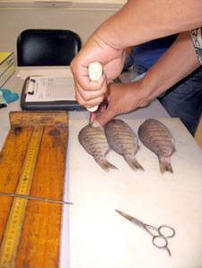 Three surfperch on table being dissected