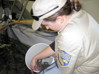 Biologist sampling commercial hagfish using the average number of hagfish per pound method - CDFW photo by Kim Penttila
